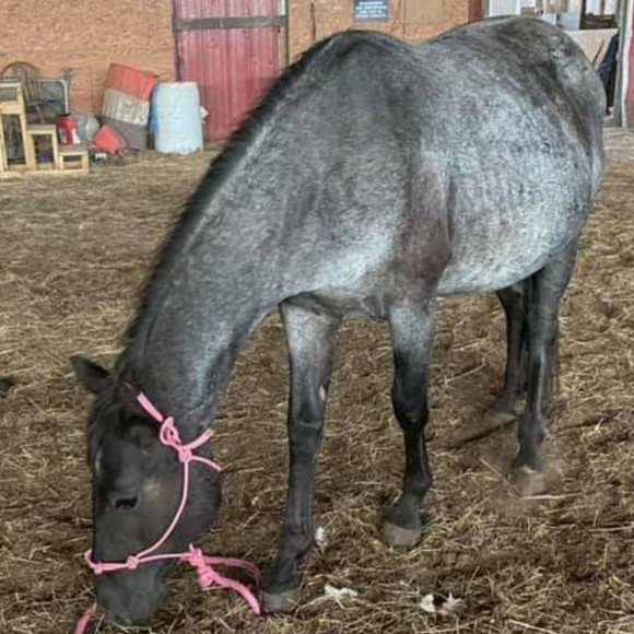 Meet your Posher, Rodeo - Picture 1 of 1